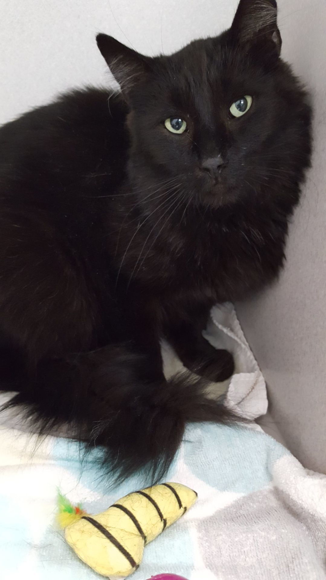 Adopt a friend: Wolfie